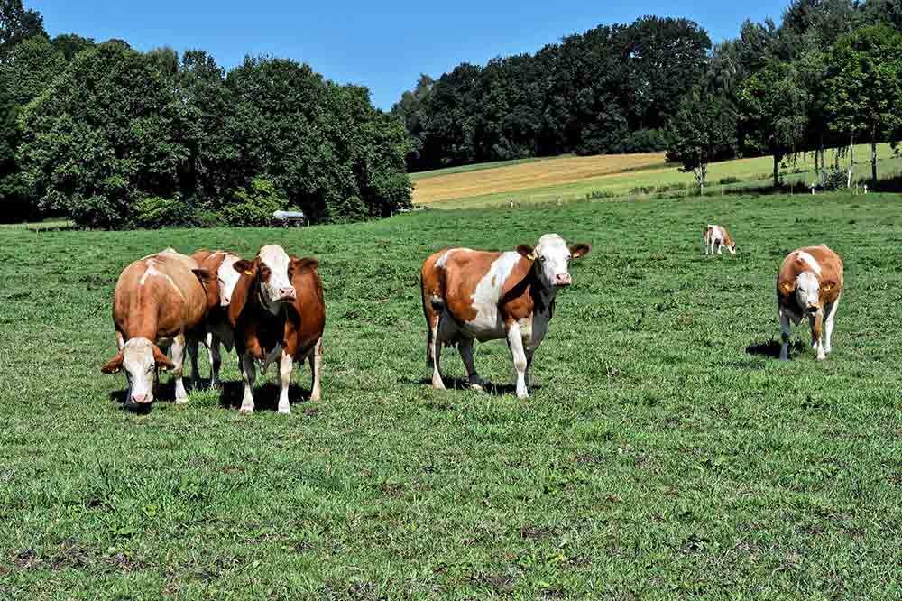 Is Grass Fed Meat Better For You?
